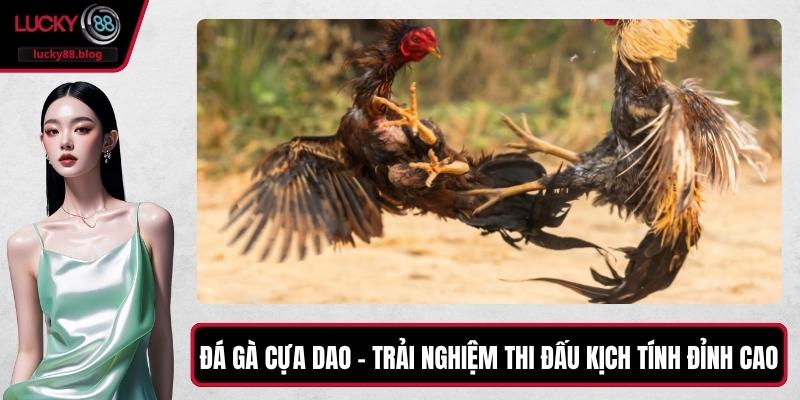 Đá Gà Cựa Dao – Trải Nghiệm Thi Đấu Kịch Tính Đỉnh Cao