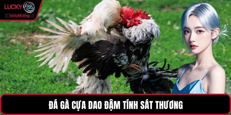 Đá gà cựa dao đậm tính sát thương