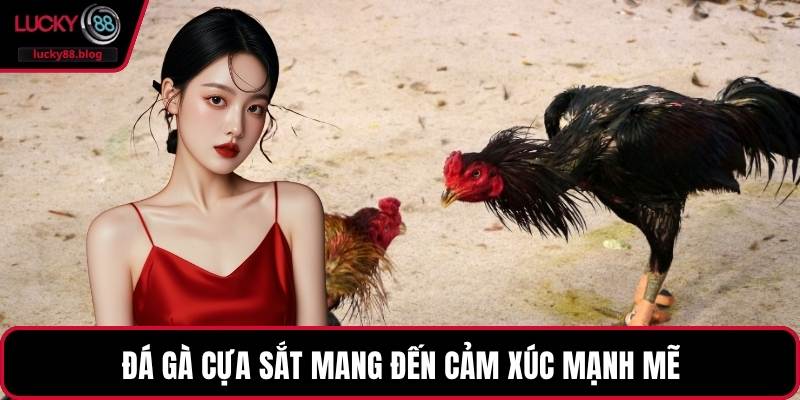 Đá gà cựa sắt mang đến cảm xúc mạnh mẽ