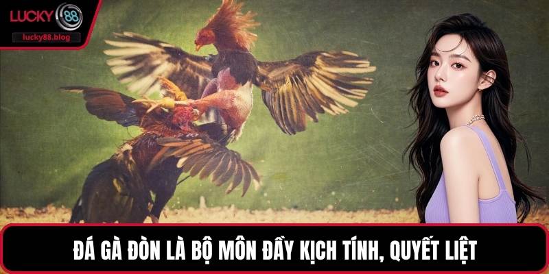 Đá gà đòn là bộ môn đầy kịch tính, quyết liệt