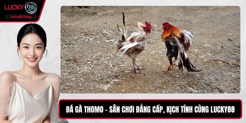 Đá Gà Thomo – Sân Chơi Đẳng Cấp, Kịch Tính Cùng LUCKY88