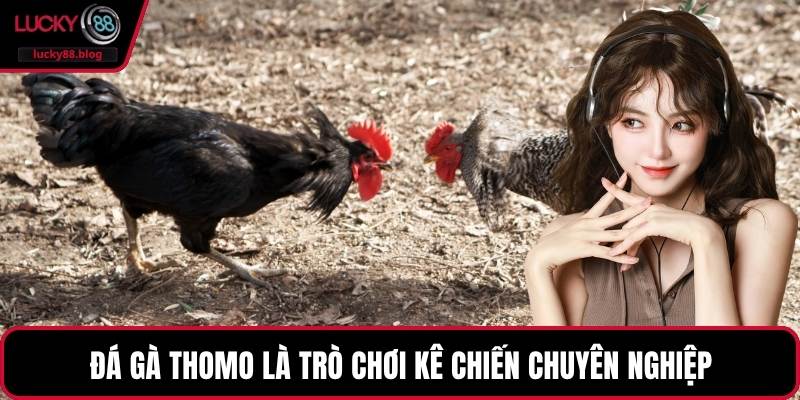 Đá gà Thomo là trò chơi kê chiến chuyên nghiệp