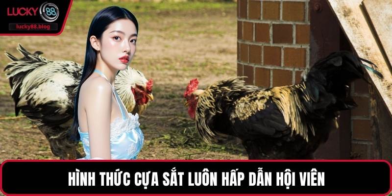 Hình thức cựa sắt luôn hấp dẫn hội viên