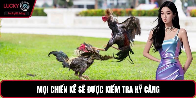 Mọi chiến kê sẽ được kiểm tra kỹ càng